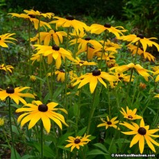 Black Eyed Susan